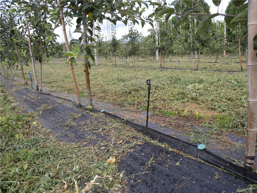 苹果基地