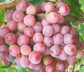 Grapes