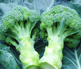 Broccoli